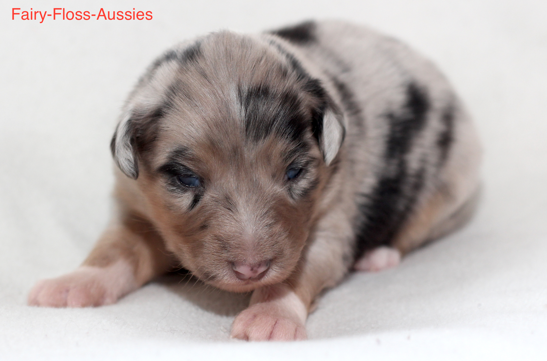 Mini Aussie Welpen