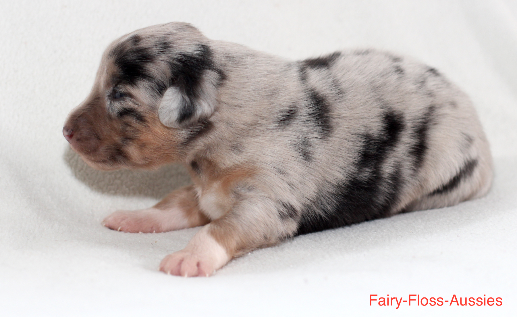 Mini Aussie Welpen