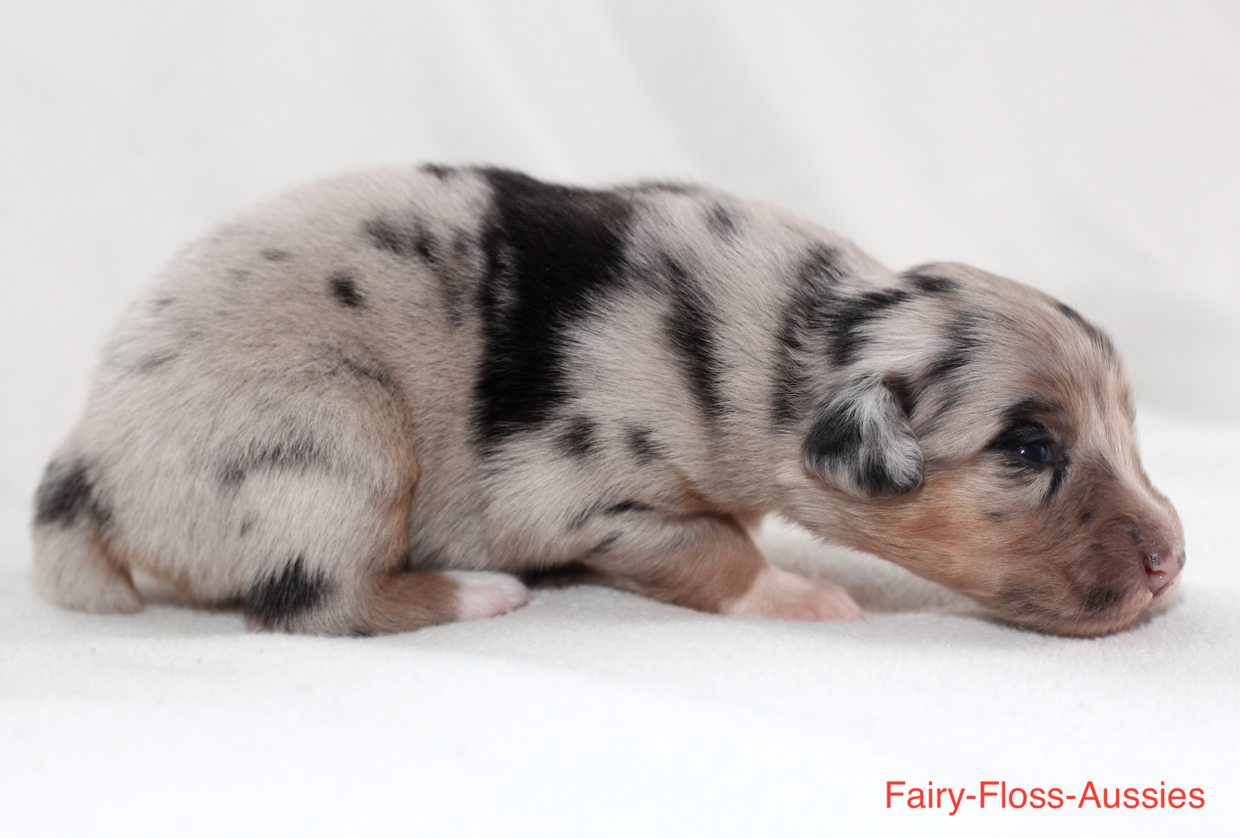 Mini Aussie Welpen