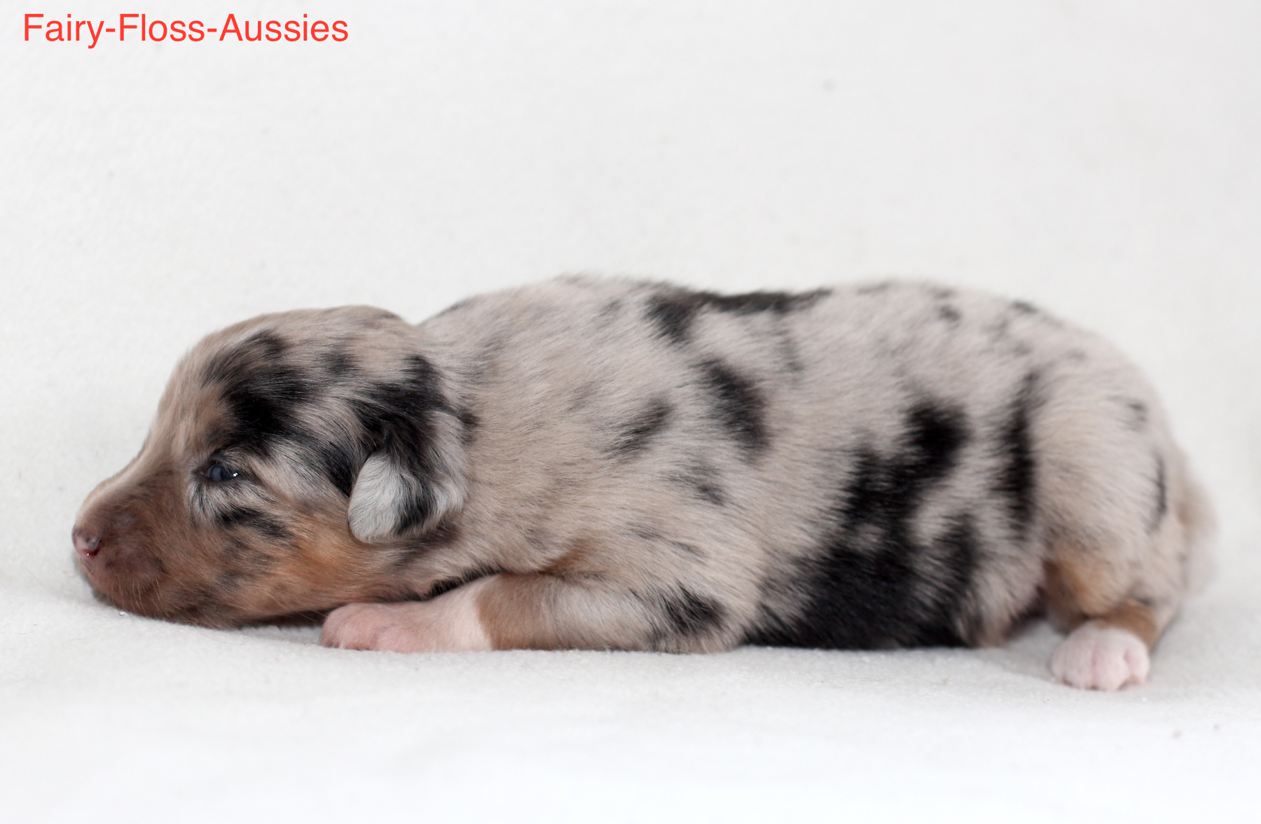 Mini Aussie Welpen