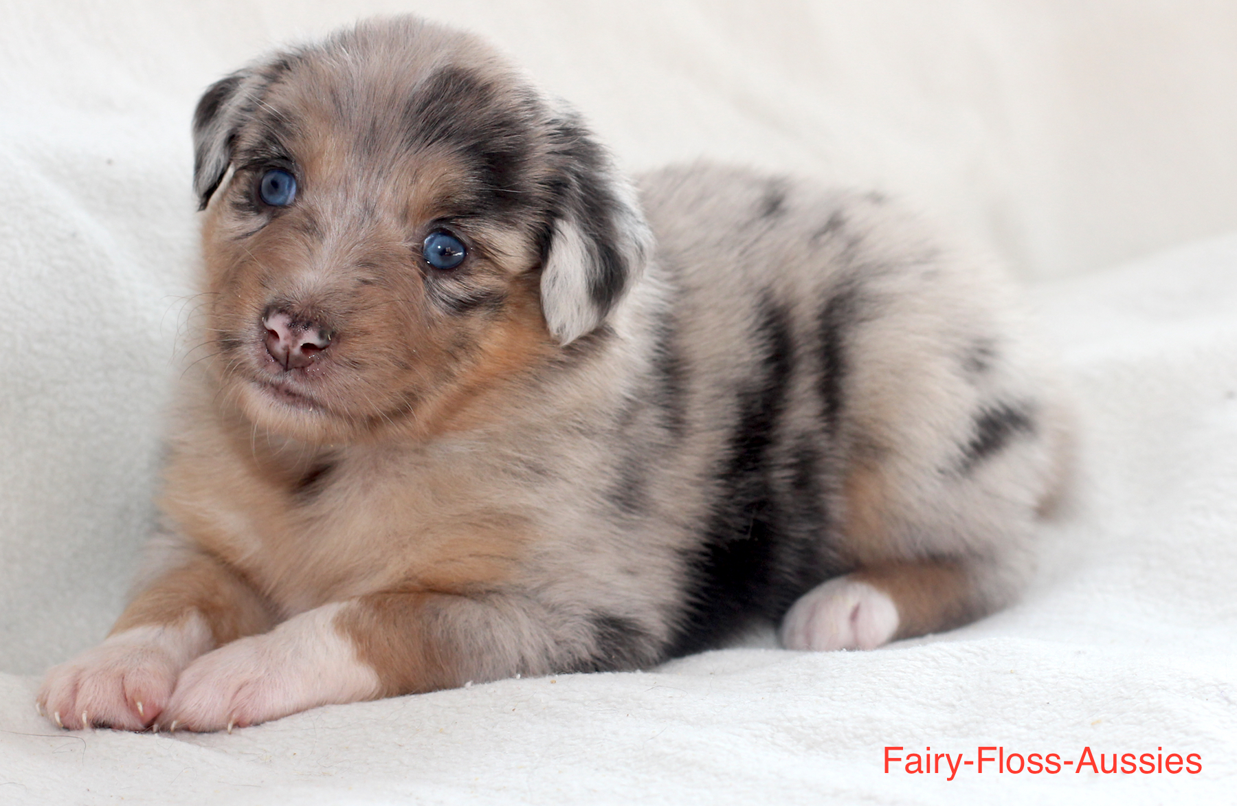 Mini Aussie Welpen