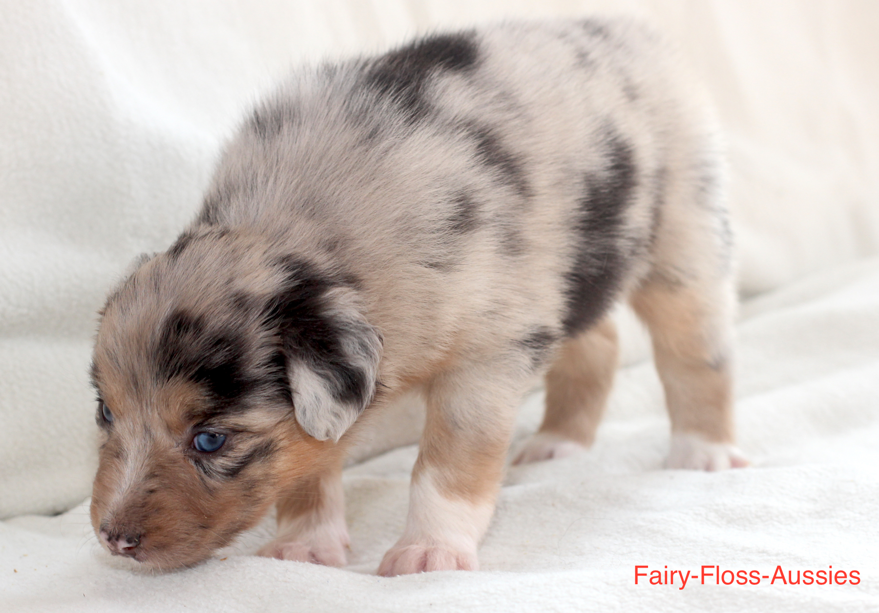 Mini Aussie Welpen