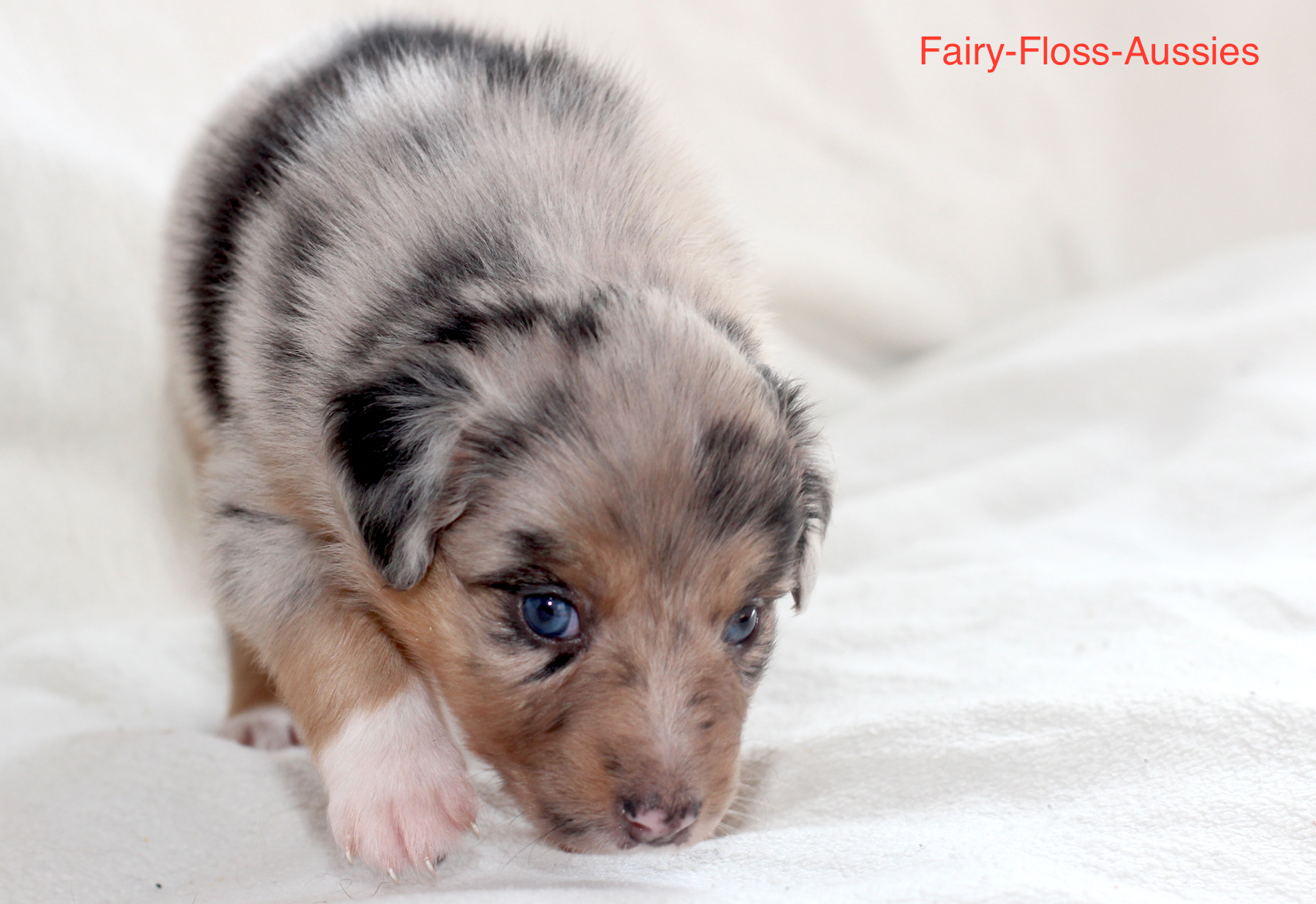 Mini Aussie Welpen