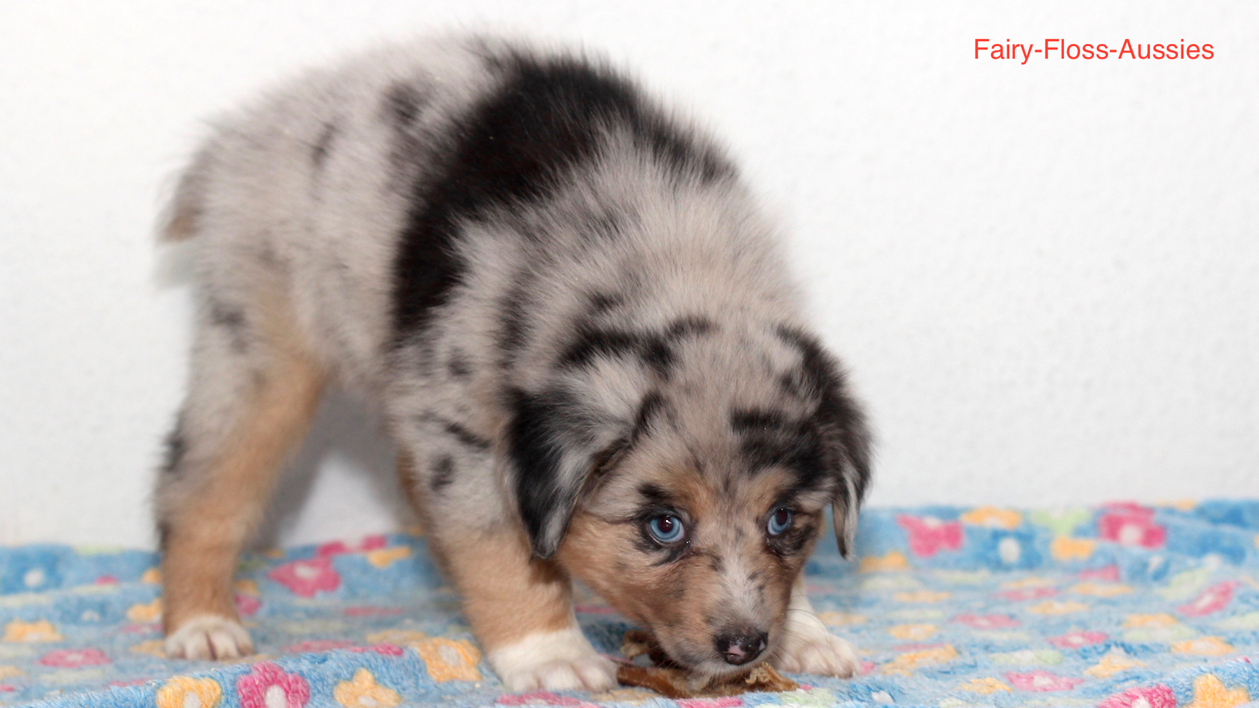 Mini Aussie Welpen