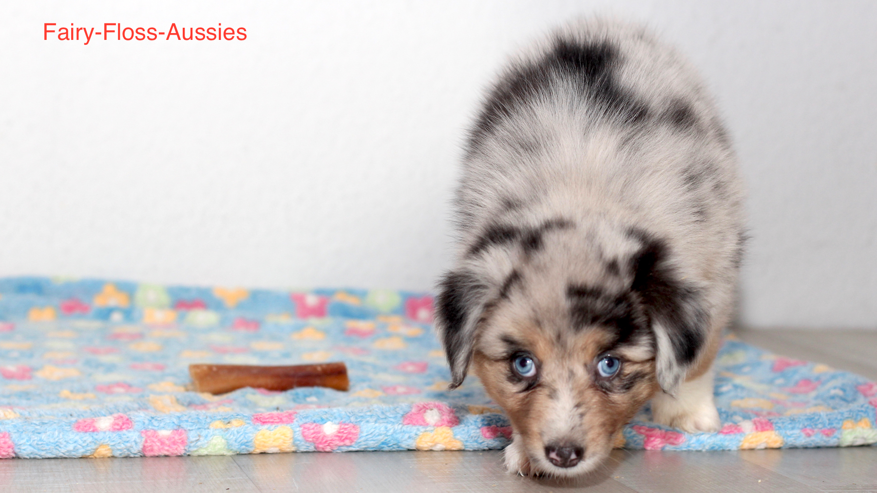 Mini Aussie Welpen