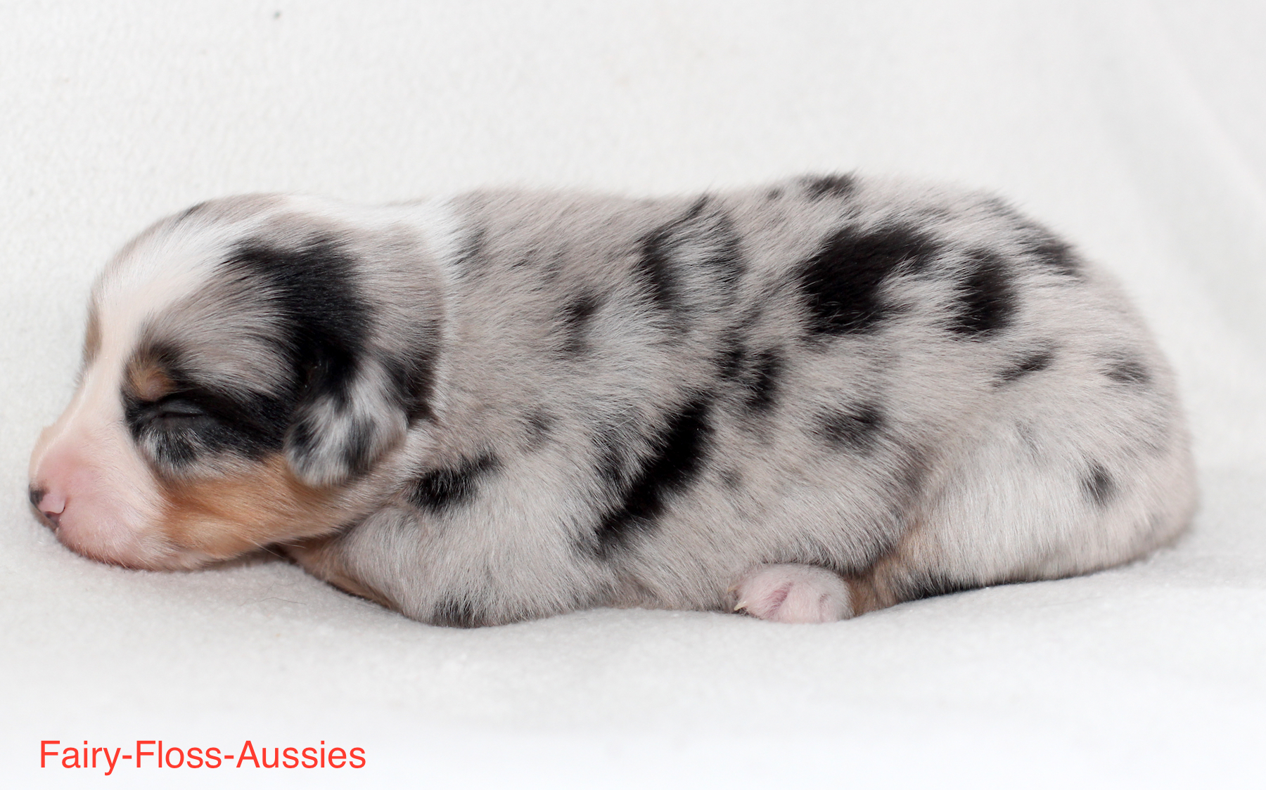 Mini Aussie Welpen