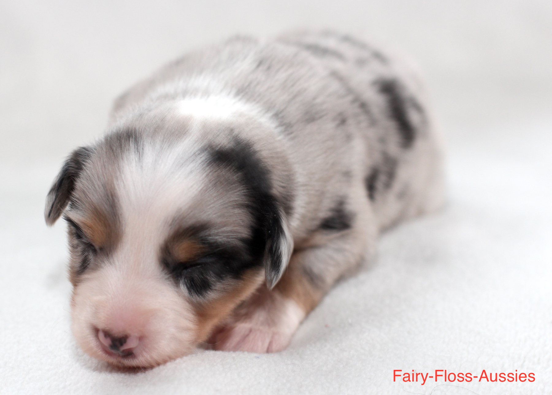 Mini Aussie Welpen