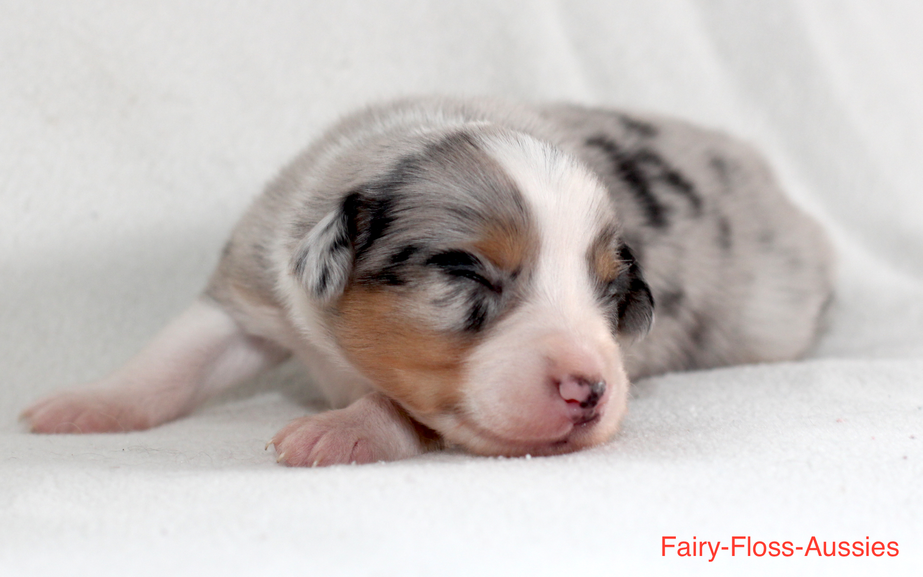 Mini Aussie Welpen