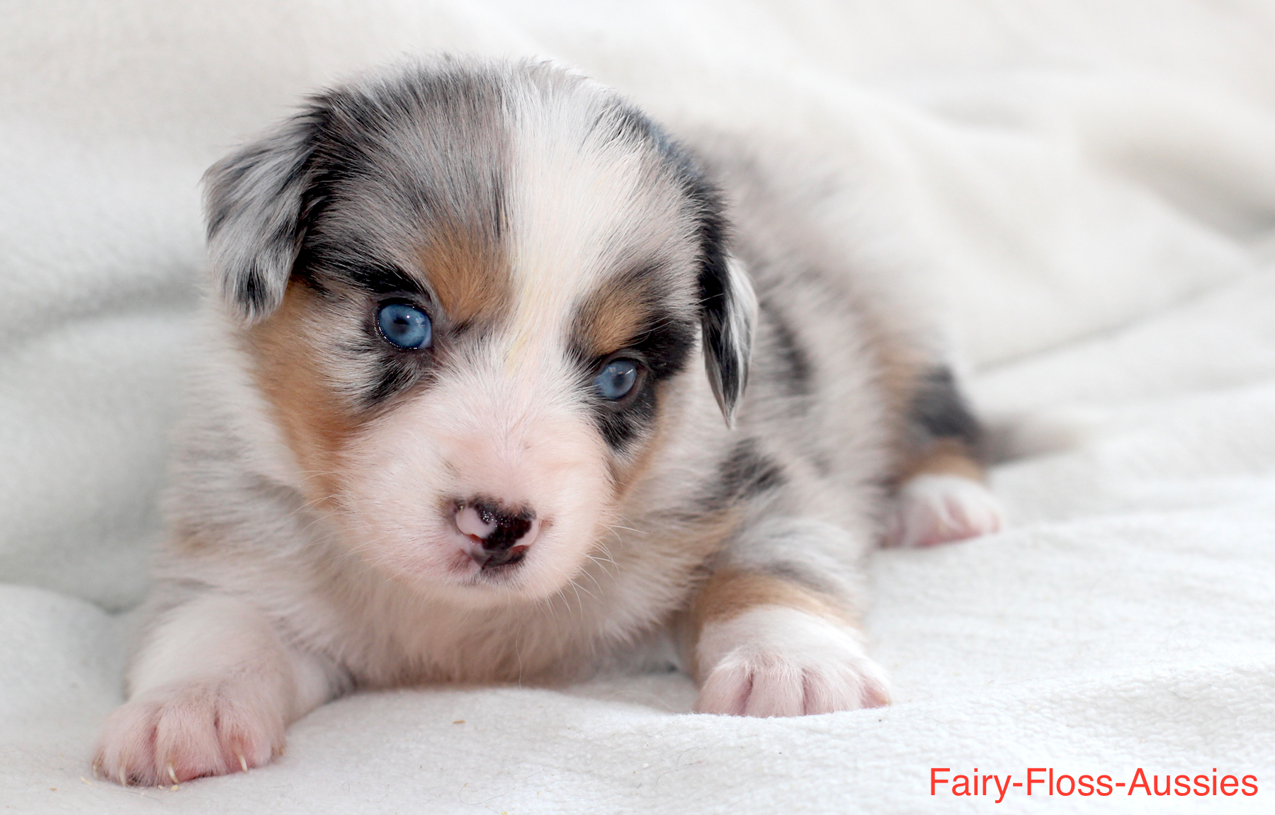 Mini Aussie Welpen - Miniature Australian Shepherd Züchter Fairy Floss Troubles and Bubbles Welpen beim Spielen