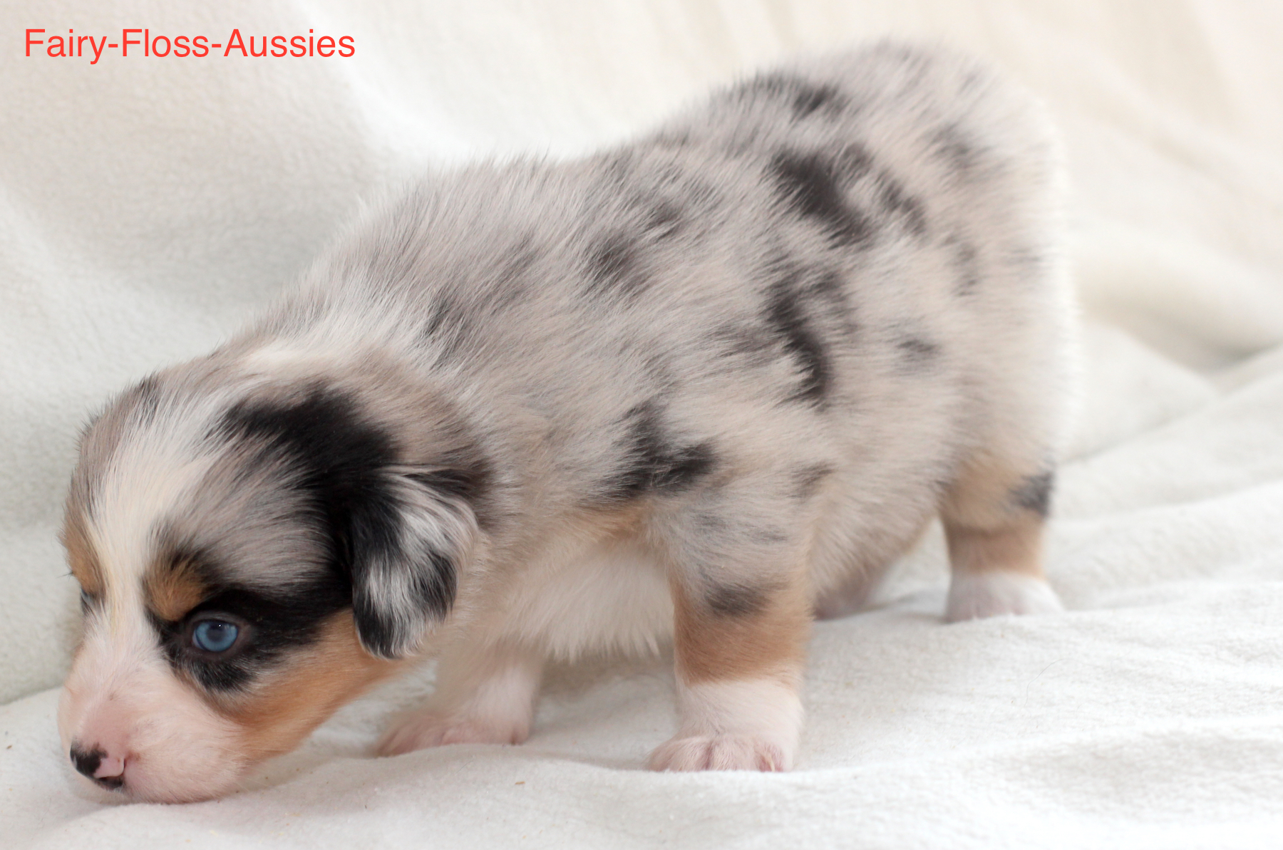 Mini Aussie Welpen