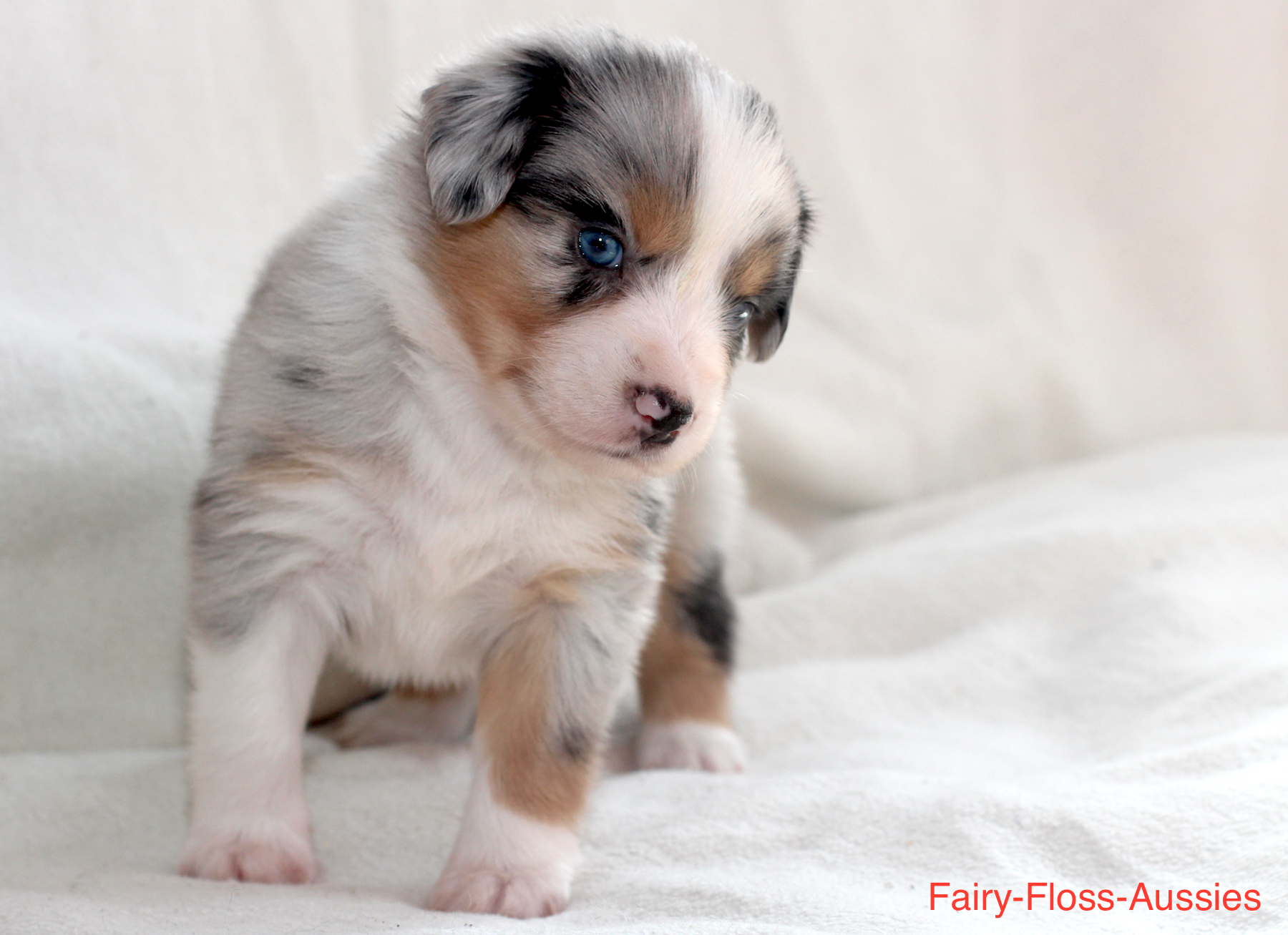 Mini Aussie Welpen