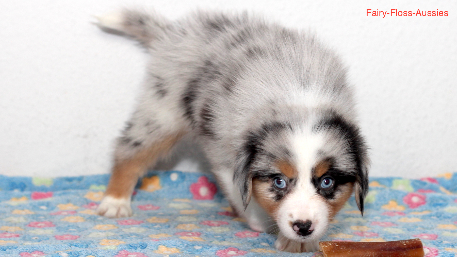 Mini Aussie Welpen