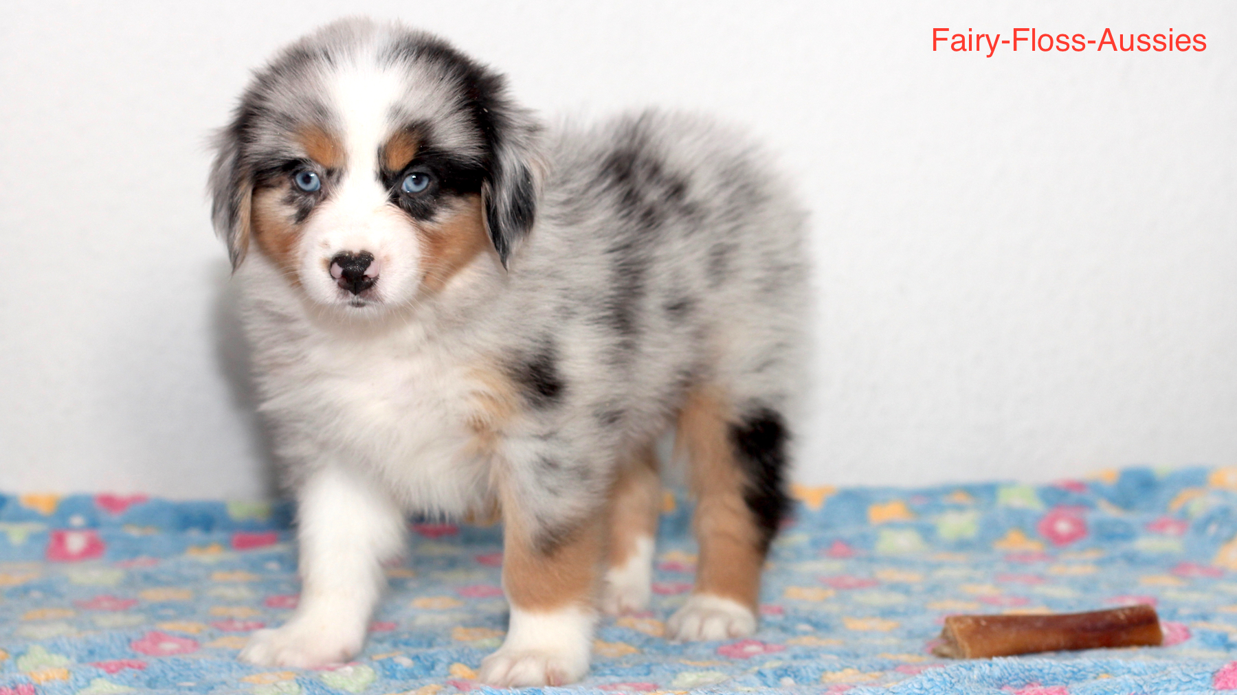 Mini Aussie Welpen