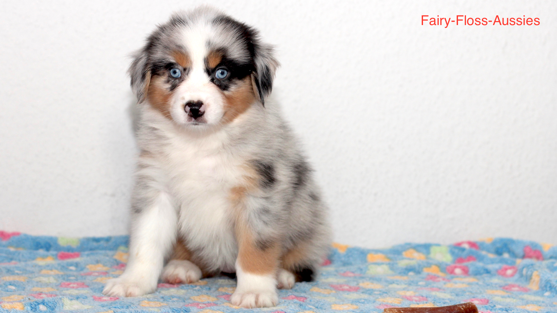 Mini Aussie Welpen