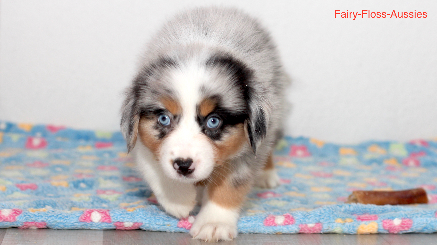 Mini Aussie Welpen