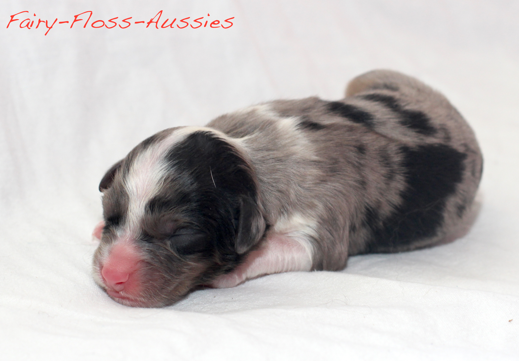 Mini Aussie Welpen