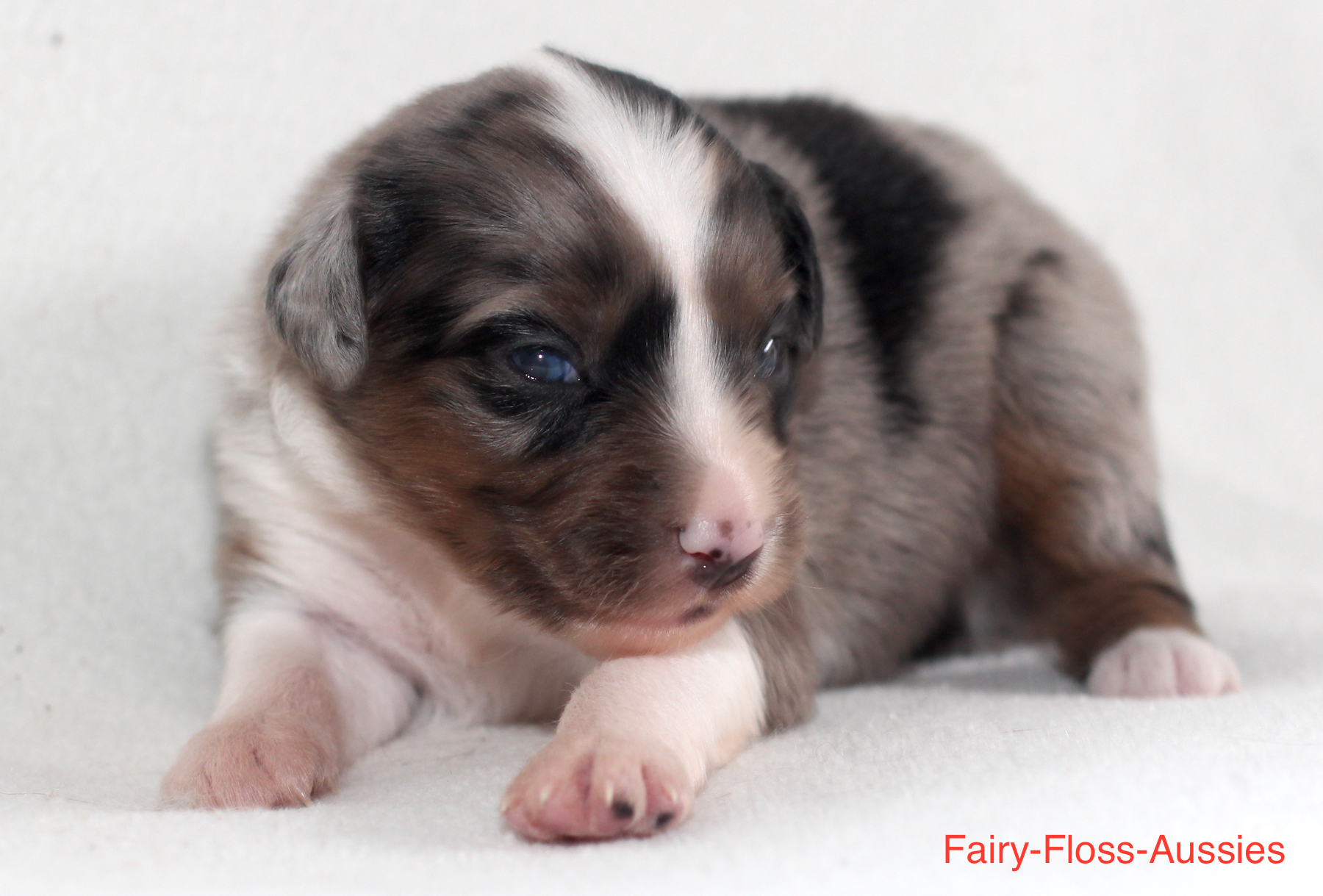 Mini Aussie Welpen