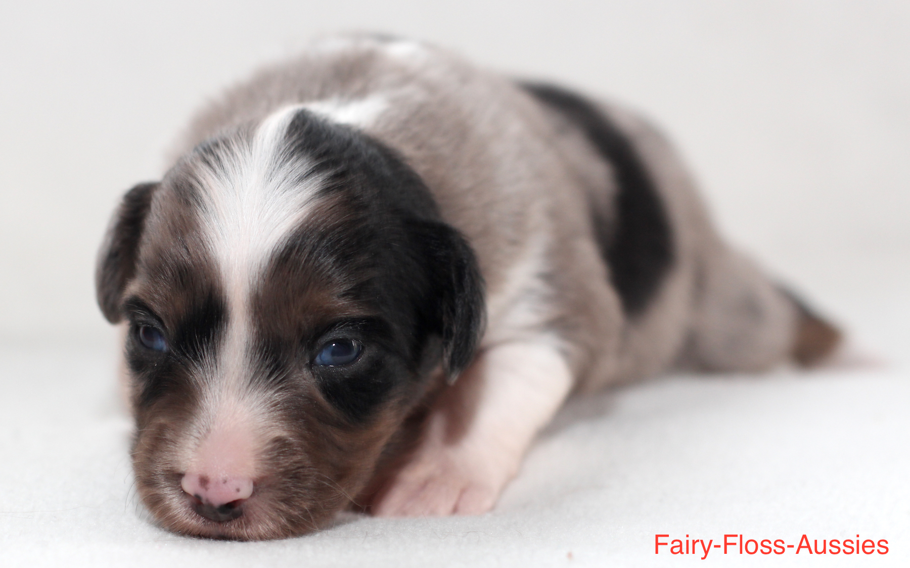 Mini Aussie Welpen