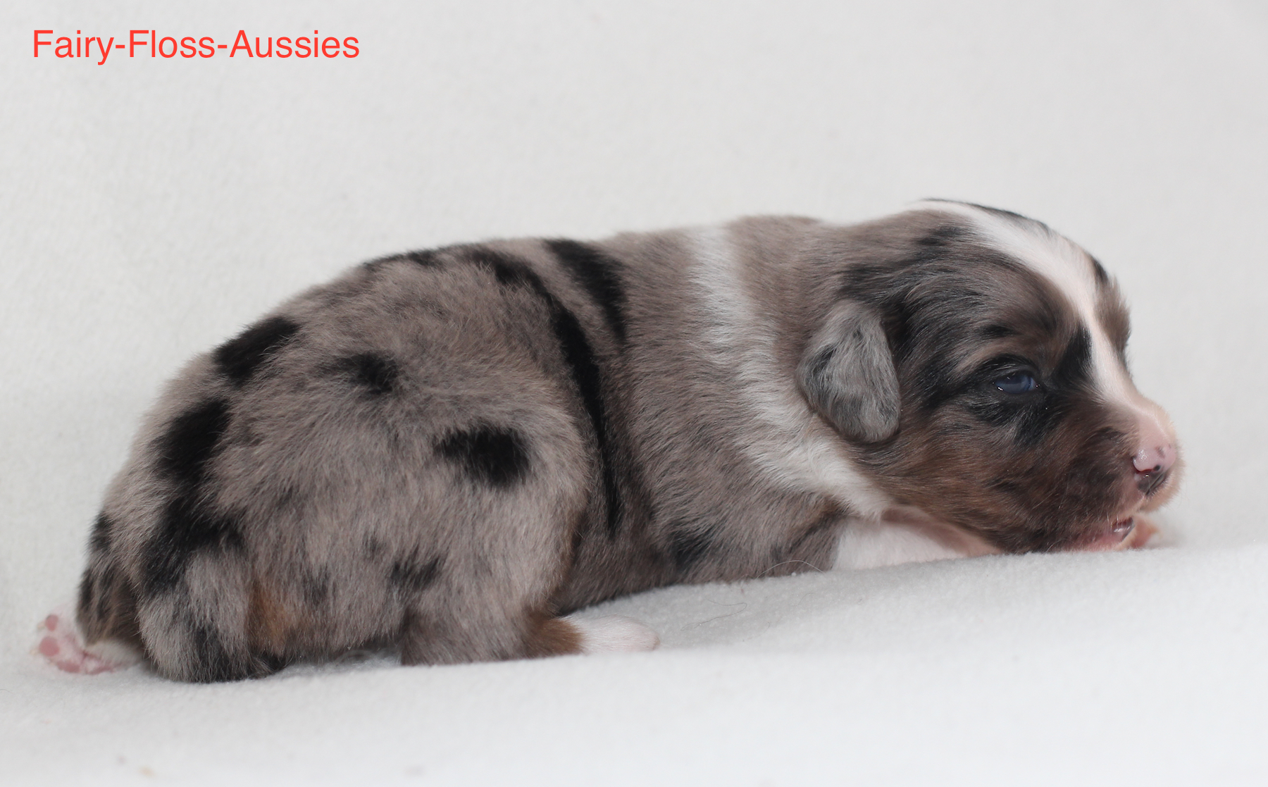 Mini Aussie Welpen