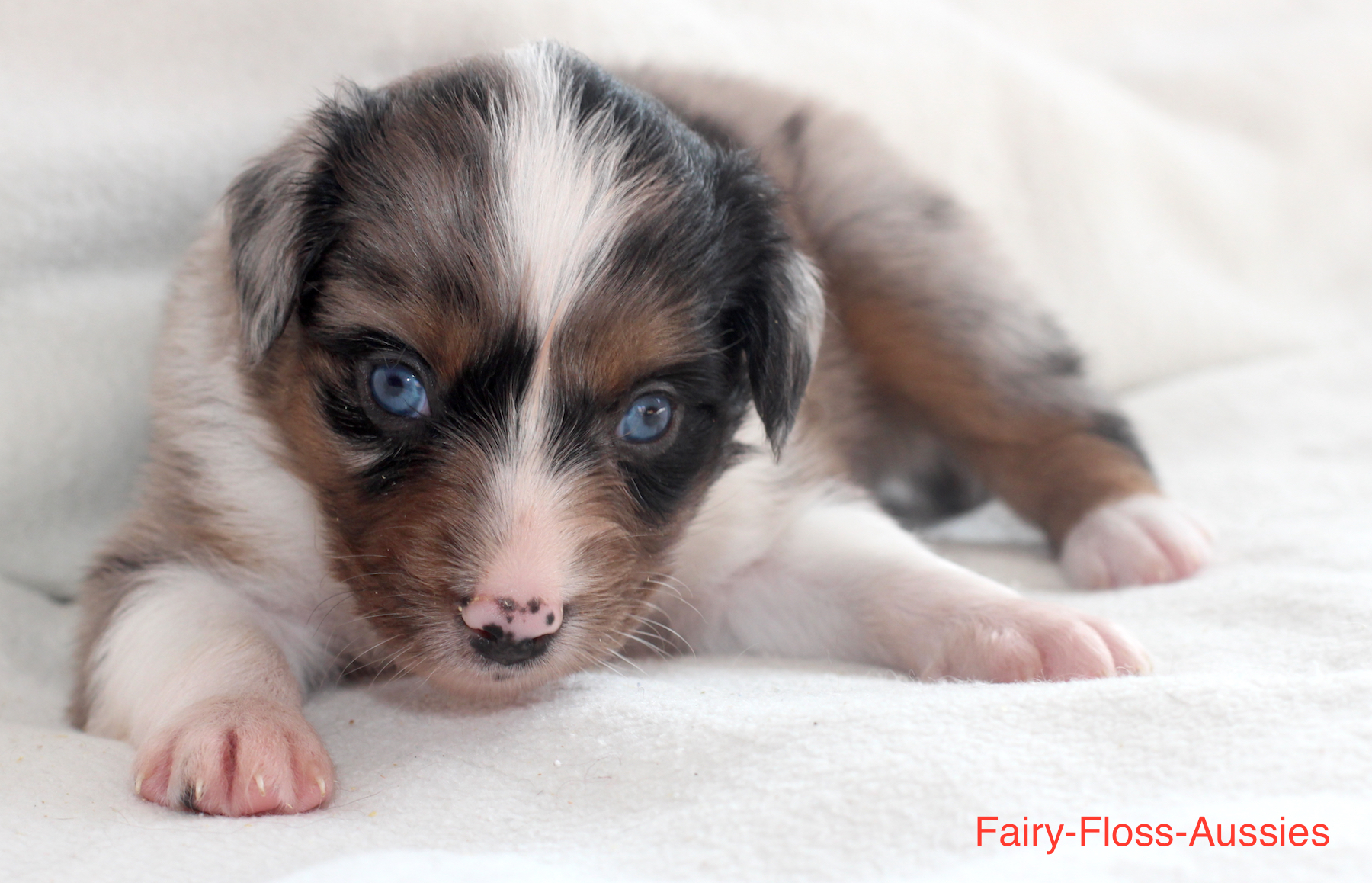 Mini Aussie Welpen