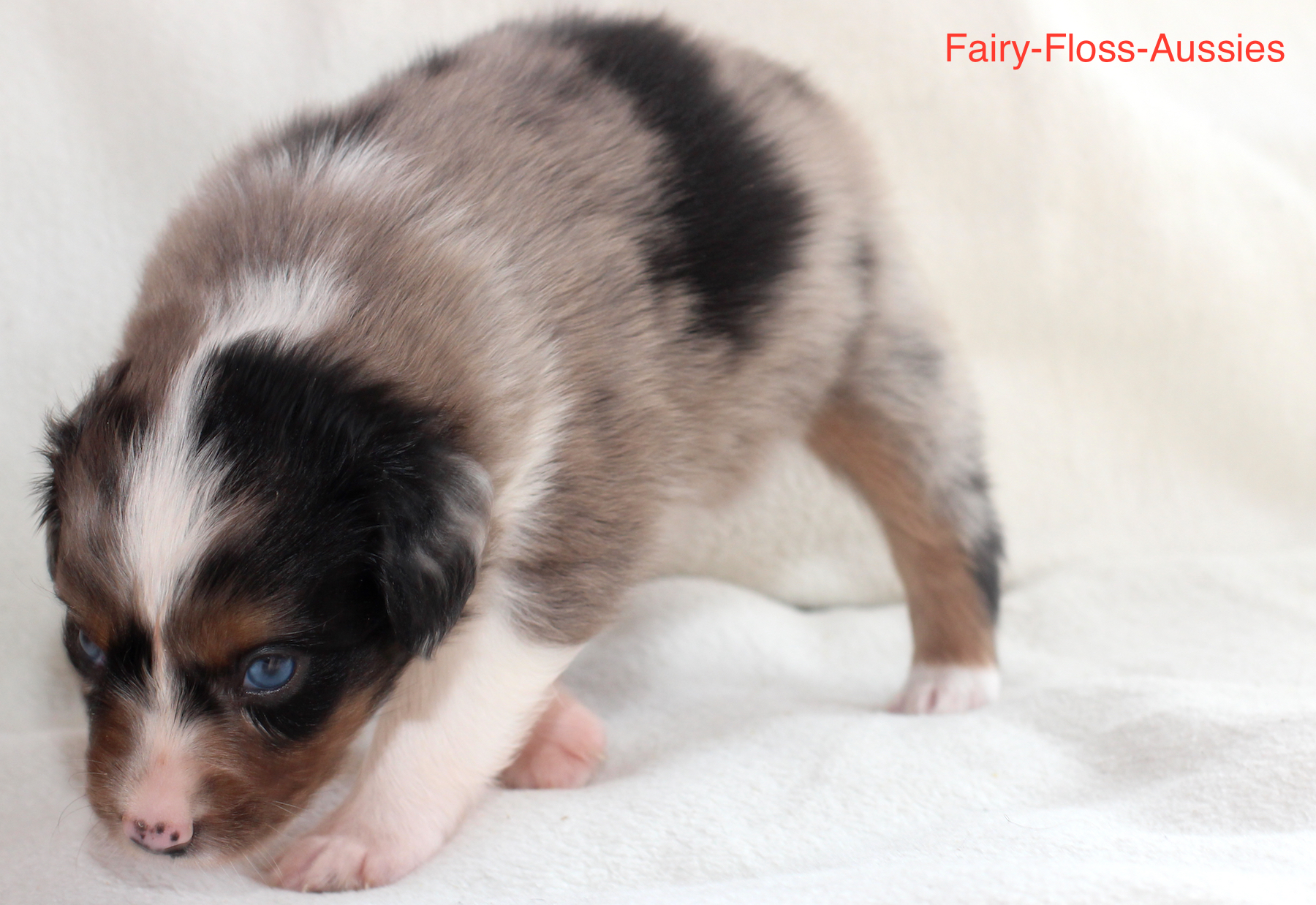 Mini Aussie Welpen