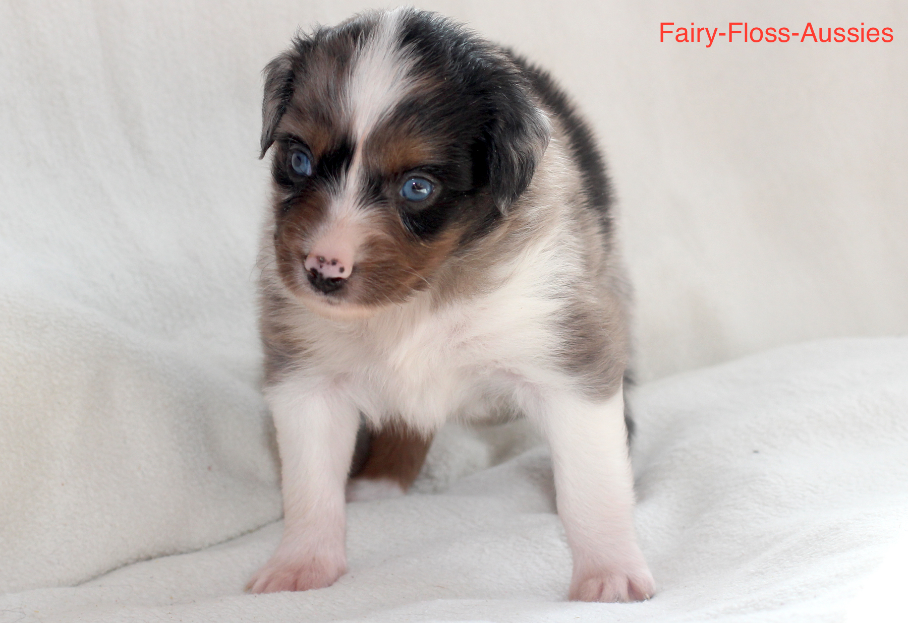 Mini Aussie Welpen