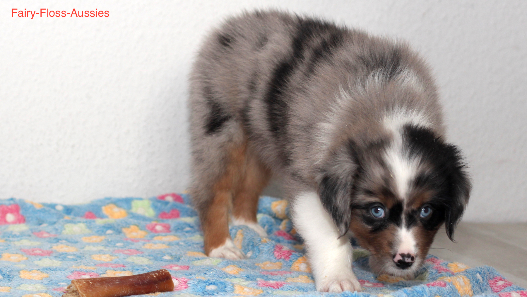 Mini Aussie Welpen