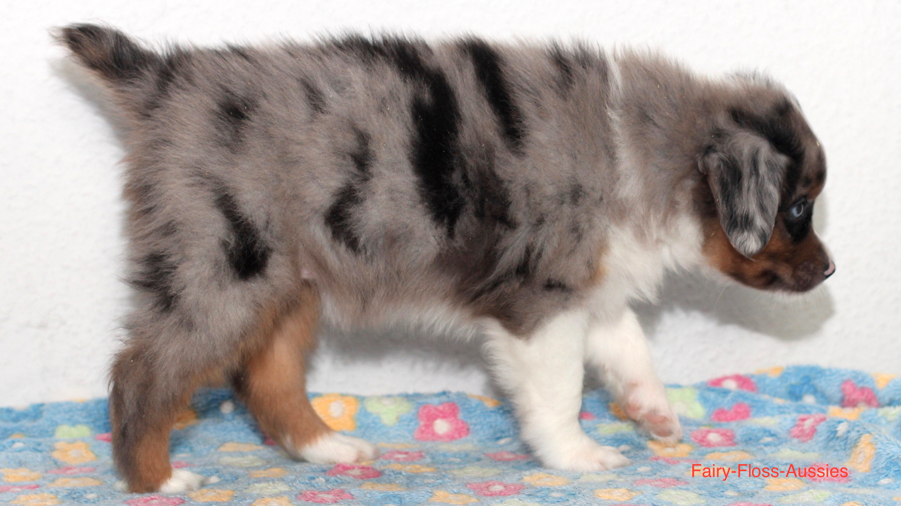 Mini Aussie Welpen