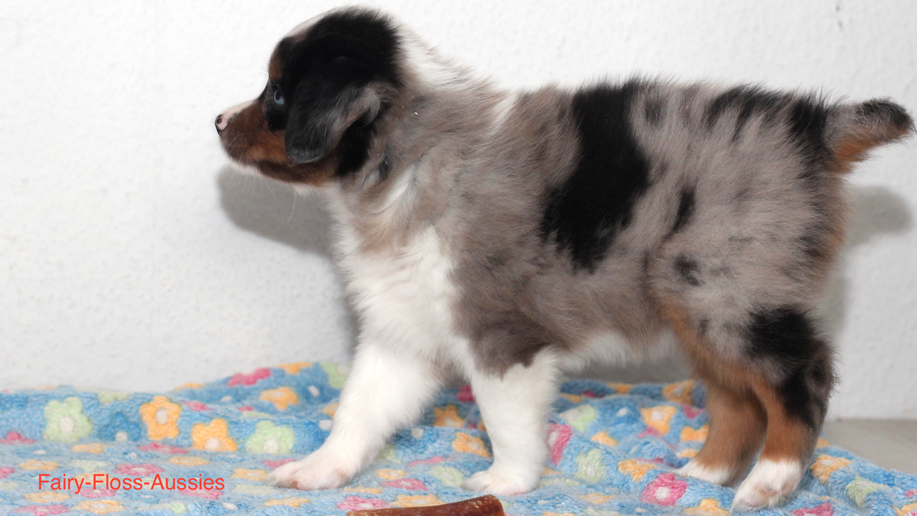 Mini Aussie Welpen