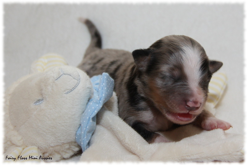 Mini Aussie Welpe