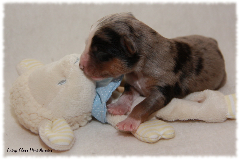 Mini Aussie Welpe