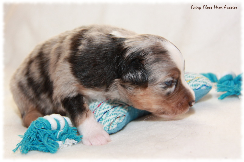 Mini Aussie Welpe