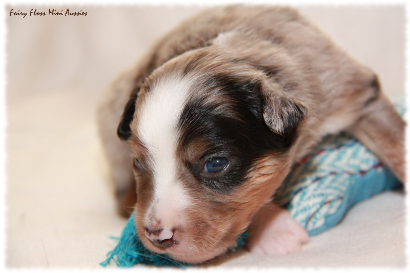 Mini Aussie Welpe