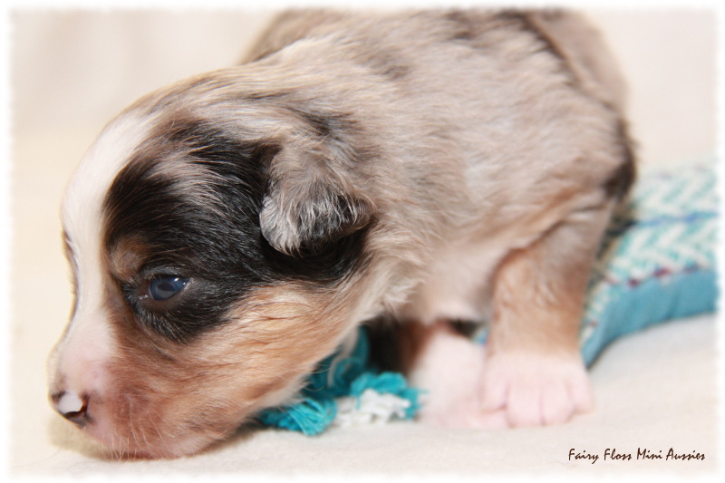 Mini Aussie Welpe