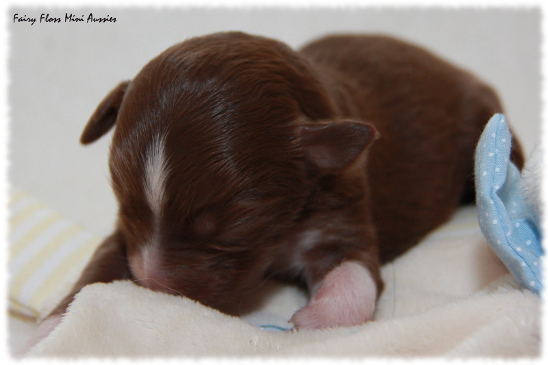 Mini Aussie Welpe