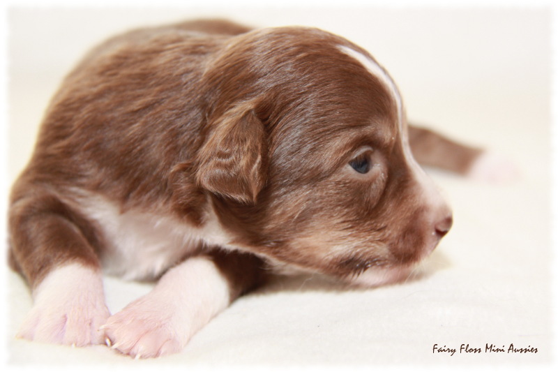 Mini Aussie Welpe