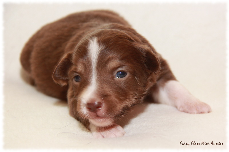 Mini Aussie Welpe