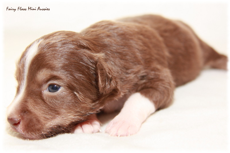 Mini Aussie Welpe