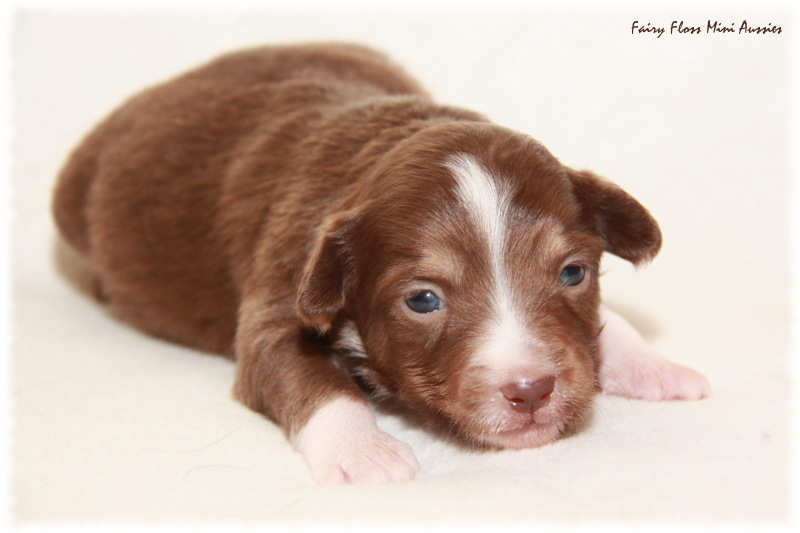 Mini Aussie Welpe