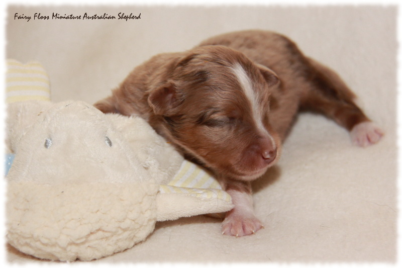 Mini Aussie Welpe