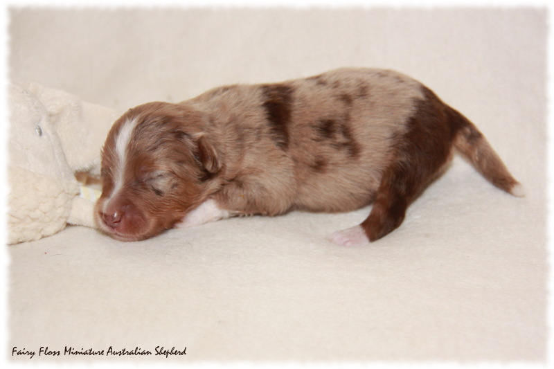 Mini Aussie Welpe