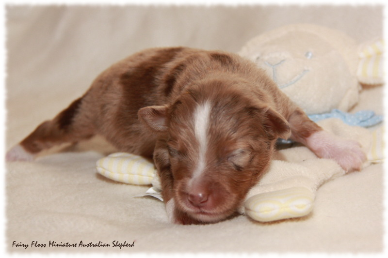 Mini Aussie Welpe