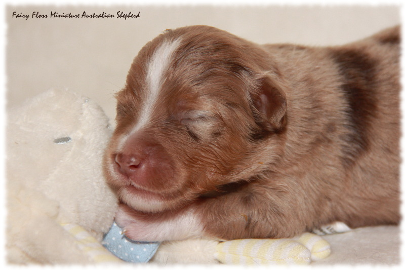 Mini Aussie Welpe