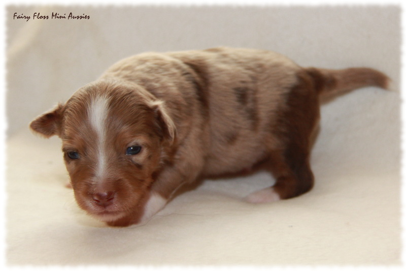 Mini Aussie Welpe