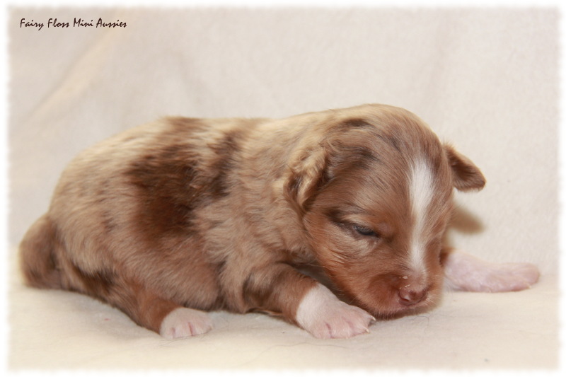 Mini Aussie Welpe