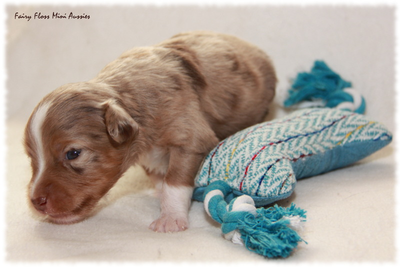 Mini Aussie Welpe