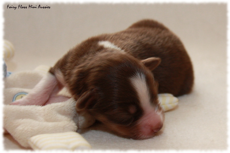 Mini Aussie Welpe