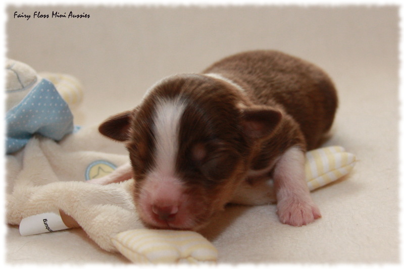 Mini Aussie Welpe