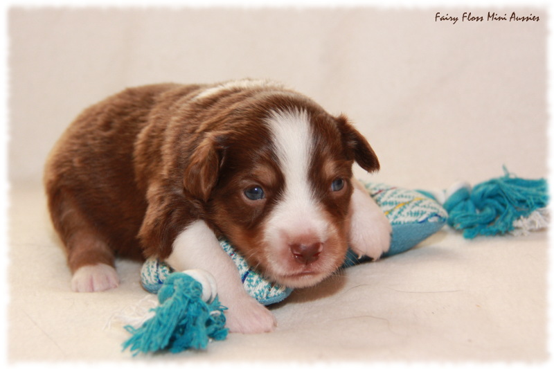 Mini Aussie Welpe