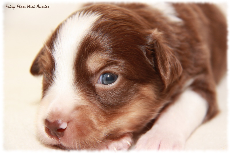 Mini Aussie Welpe